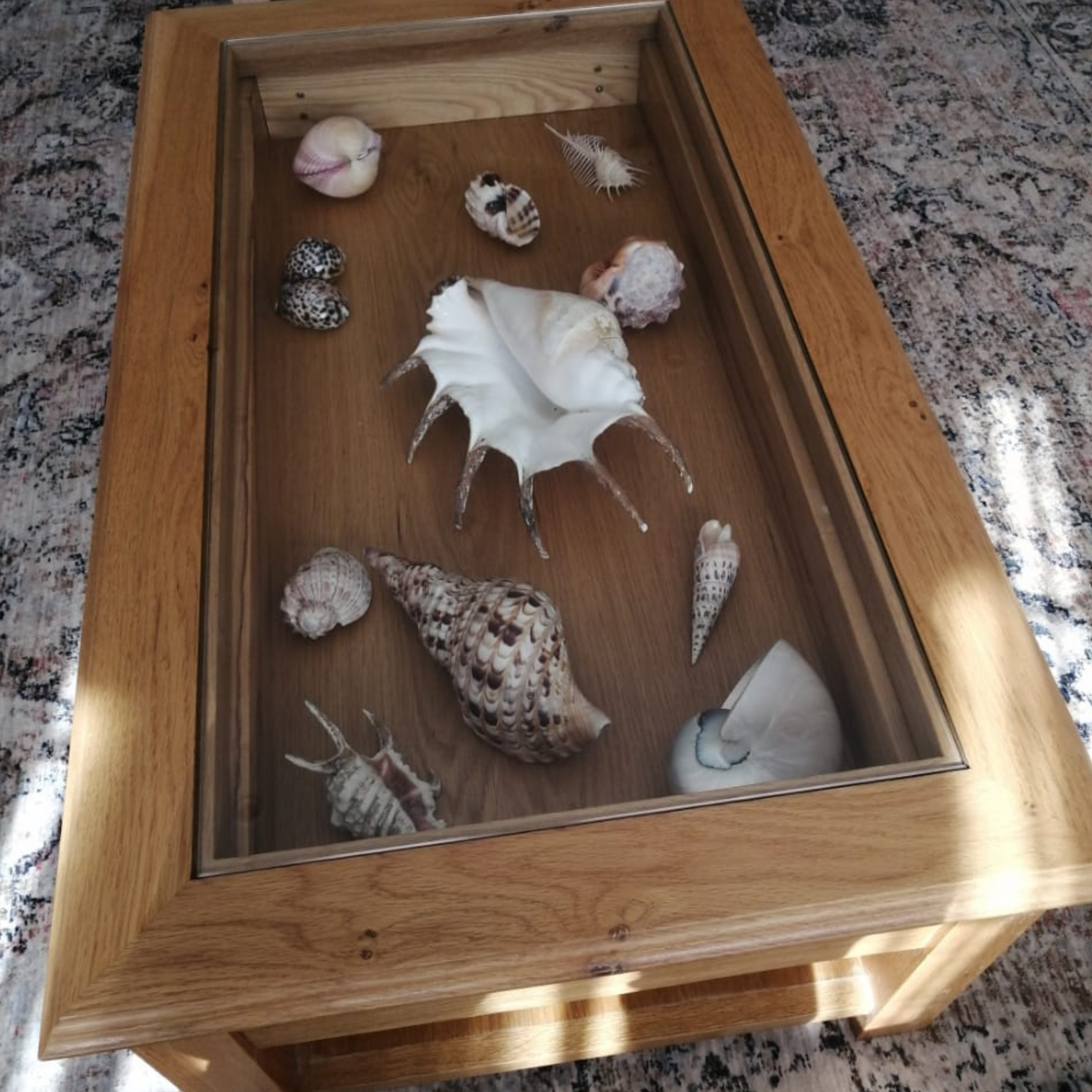 Display cabinet, rare collections display cabinet, sea shell collection cabinet, collector's display cabinet
